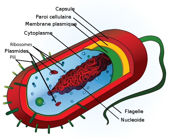 Biologie Cellulaire CELLULES PROCARYOTES