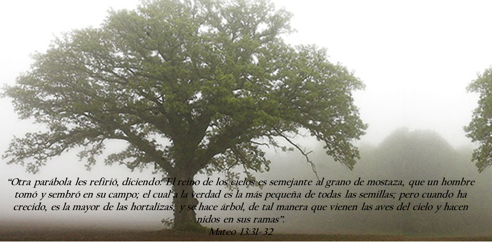 Un Glorioso Reino Con Humildes Comienzos Mateo 13 31 32 Mundo un-glorioso-reino-con-humildes-comienzos-mateo-13-31-32-mundo