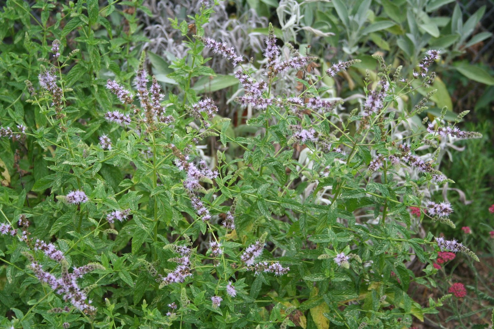 La menthe en fleur