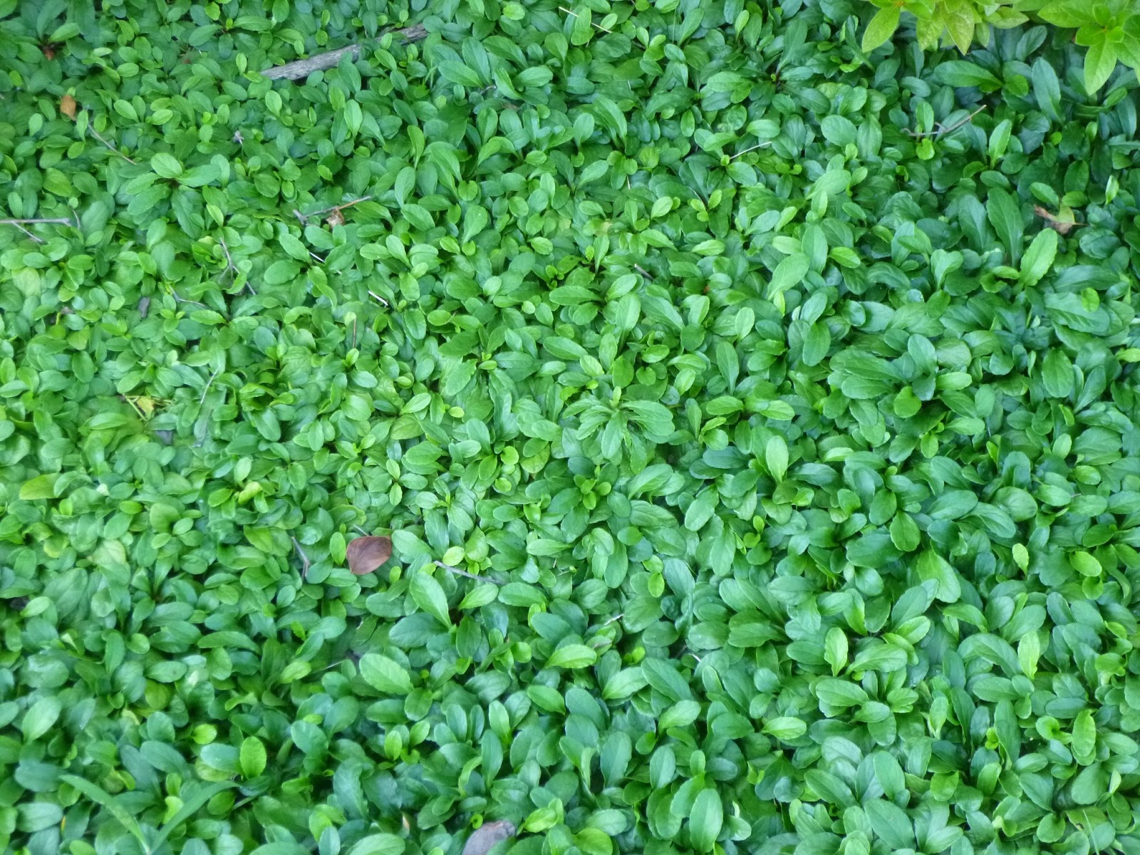 Plant Inventory At 20 Timothy Rhus Aromatica Fragrant Sumac