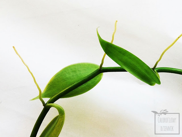 Wanilia płaskolistna (Vanilla planifolia) - jak wygląda po trzech latach uprawy u mnie w domu? Zdjęcia całej rośliny i liści:)