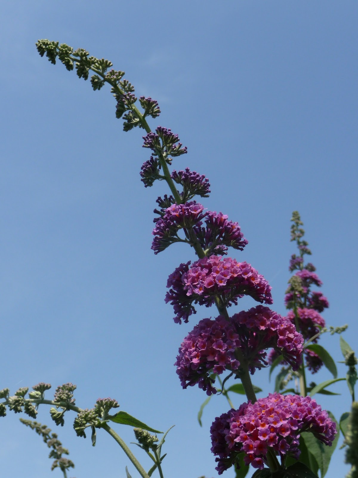 Les 31 Meilleures Images De Nos Arbustes En 2020 Arbuste