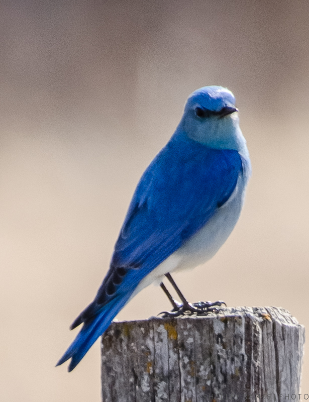 Prairie Nature: Mountain Bluebirds: A Saskatchewan Pair