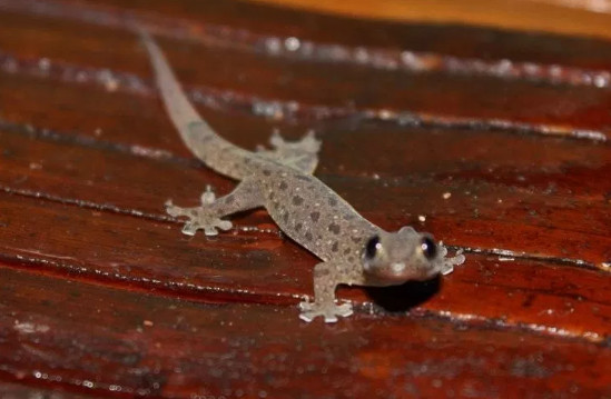 Arti Kejatuhan Cicak Di Baju Menurut Primbon Dan Islam Serta Mitosnya Arti Kejatuhan Cicak