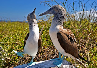 Mating Ritual of Blue Footed Boobies
