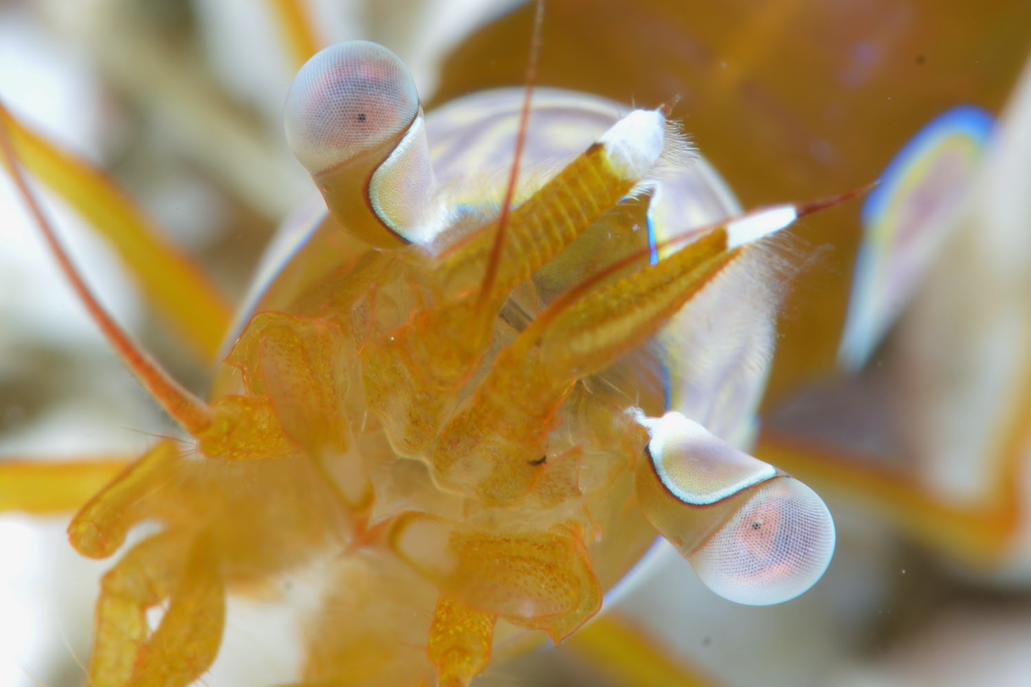 ぶるうさぶろぐ エビの目