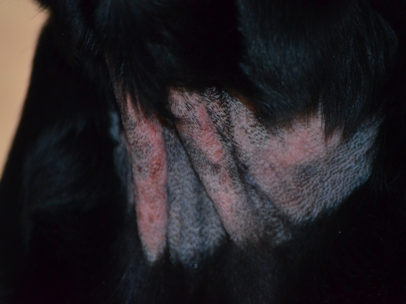 Labrador Nelly von Herrmann Mein Tagebuch Dermatitis madidans acuta