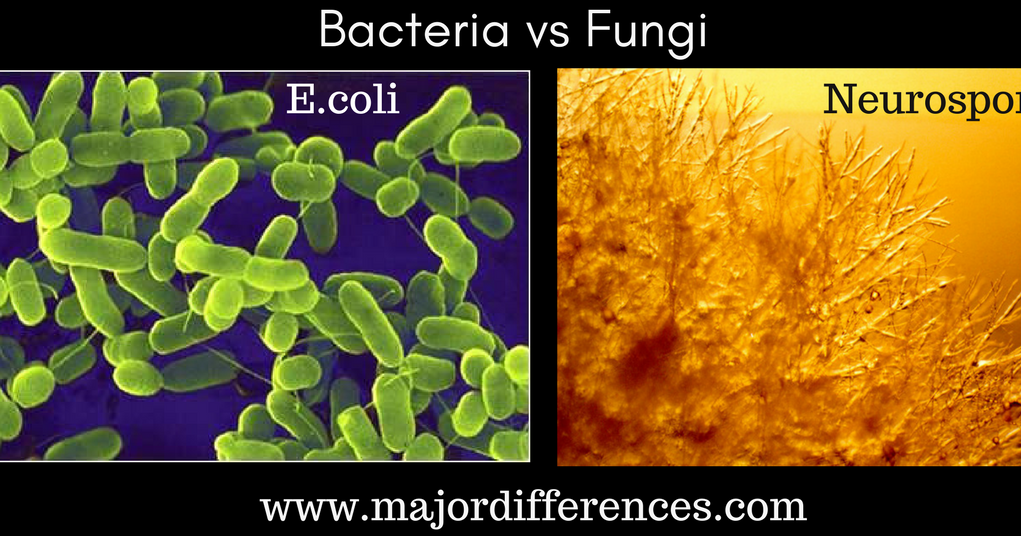 10 Differences between Bacteria and Fungi (Bacteria vs