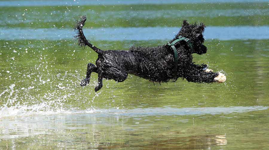 Portuguese Water Dog Training Dog Training