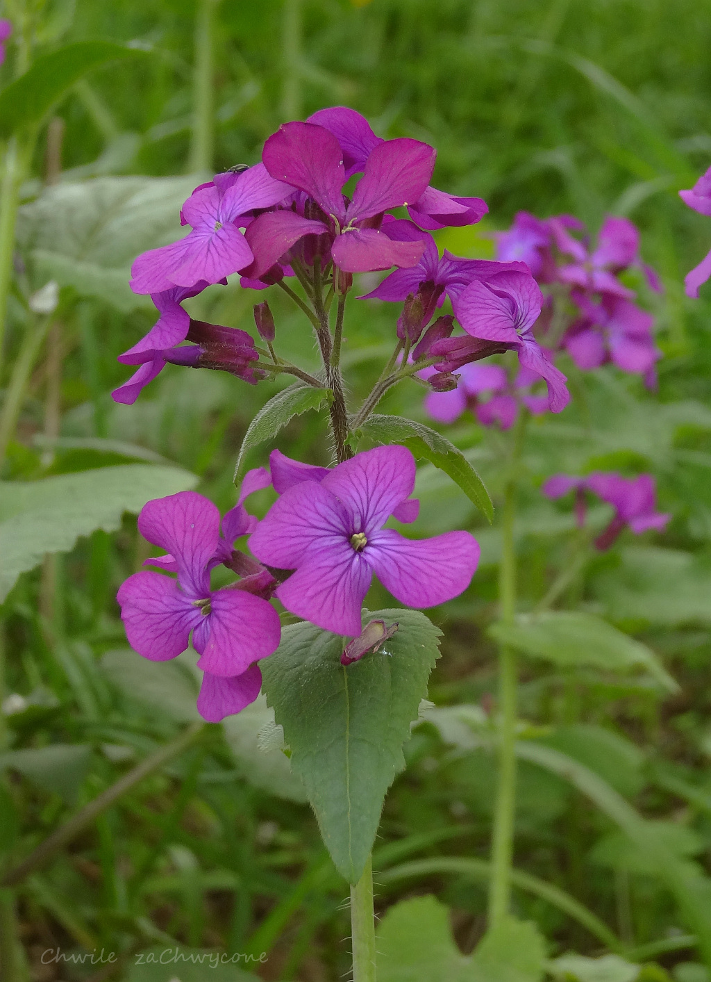 Miesiącznica roczna (Lunaria annua)