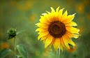 Spring Summer Desktop Pictures