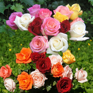 फूलों के फोटो, गुलाब शायरी, फूल गुलाब, कमल के फूल, गुलाब फूल की खेती, गुलाब फूल वॉलपेपर, गुलाब के फूल के उपयोग, फूलों की फोटो