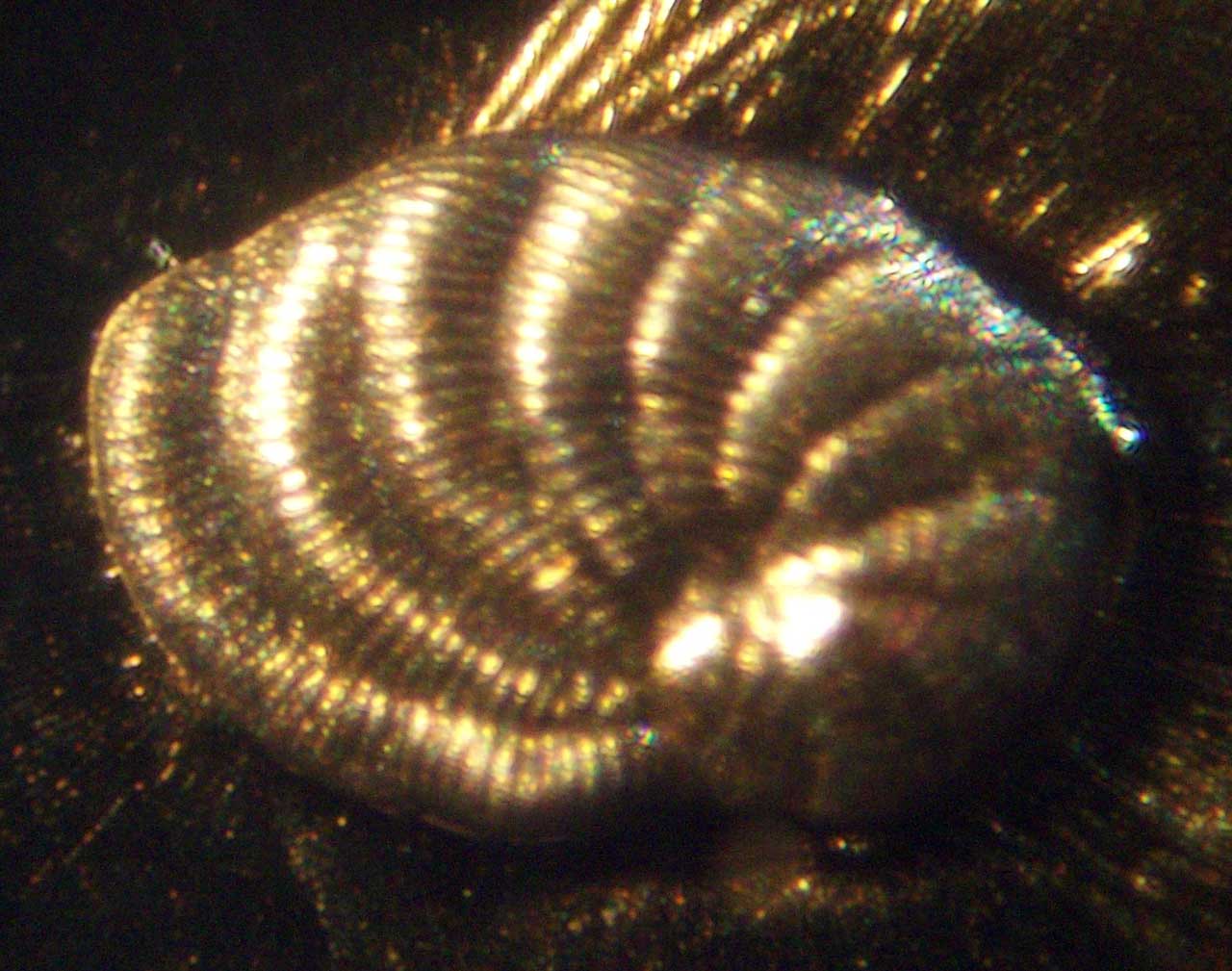 Louisville Fossils and Beyond Golden Foraminifera