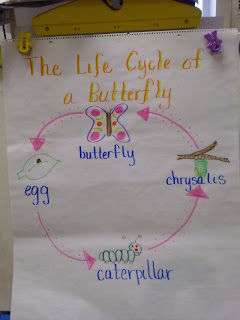 LittleCats Kindergarten: Going buggy!