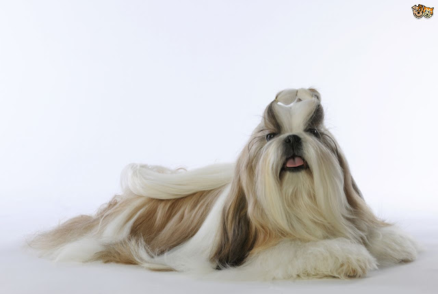 Como começar a escovar o shih tzu?