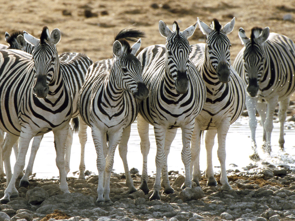 zebras live together on the african plains in large herds