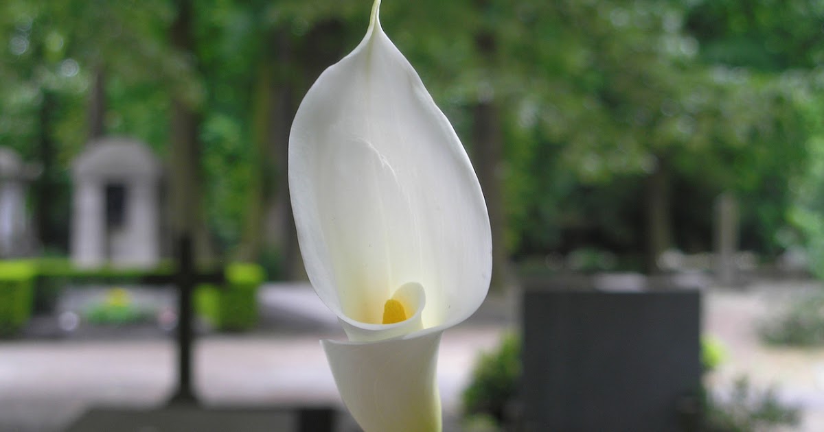 St. Peter Life Plan Sales Agent How Much Does a Funeral Cost in the