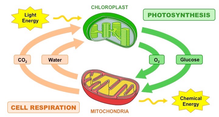 Site of photosynthesis picture