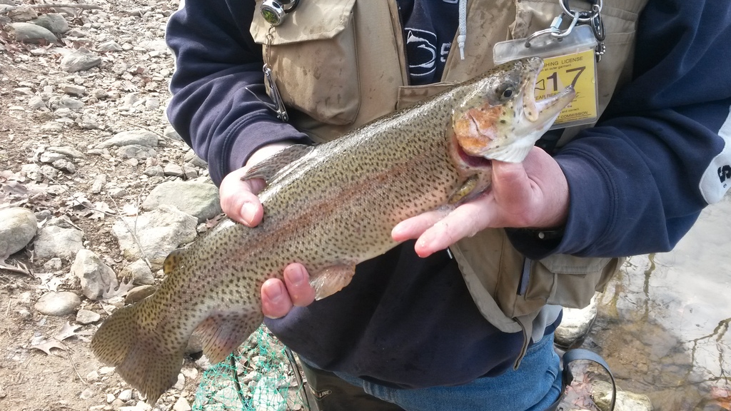 RainbowTrout_zpslqcingcn.jpg