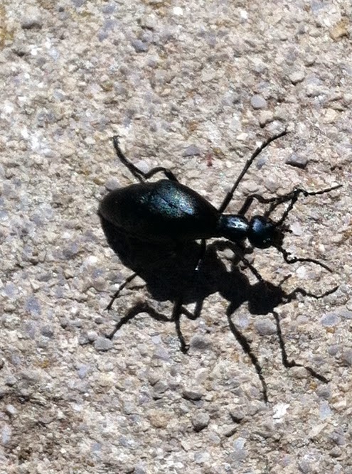 bug male oil beetle meloe impressus north carolina blue ridge parkway lydia dickson