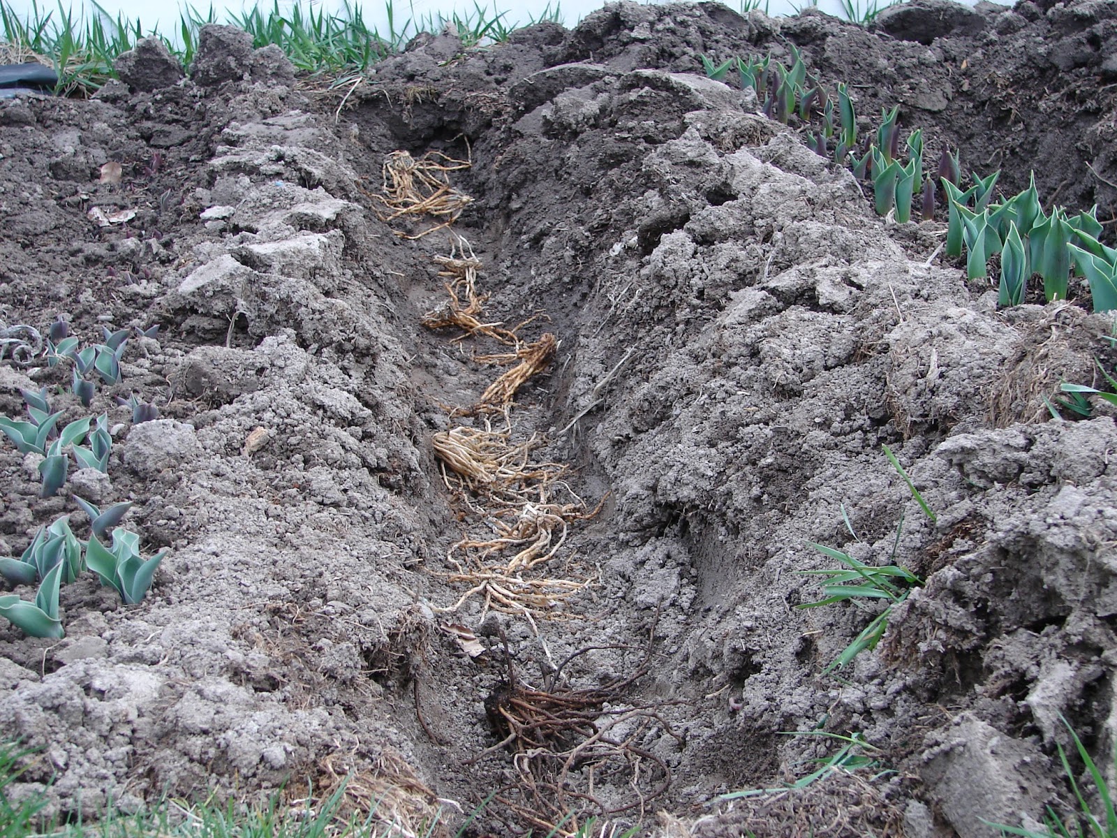 New Utah Gardener How Do I Plant Asparagus?