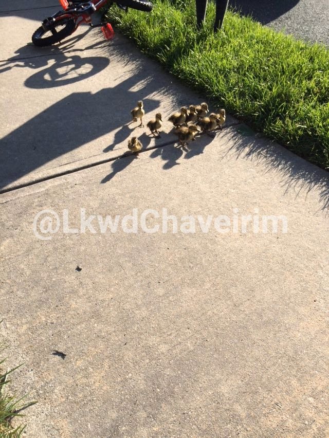 Hefkervelt Photos Lakewood chaveirim animal control unit