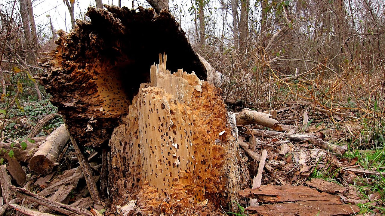 Termites In A Tree Tree Choices