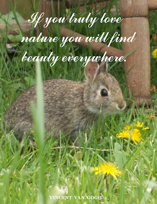 napoleons note's: Life is Beautiful - Precious Wildlife and in Nature