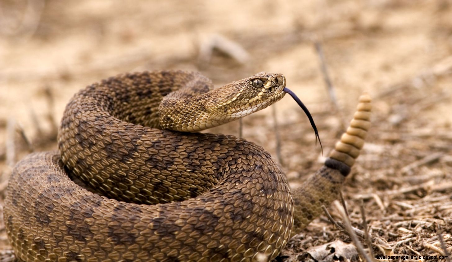 Rattlesnake Wallpapers Gallery