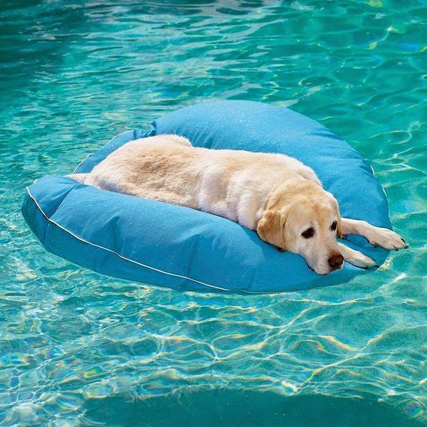 Best Luxury Pool Floats for Your Pool This Summer | Hadley Court