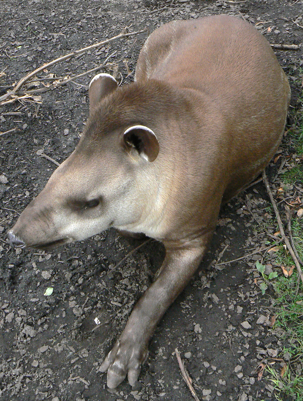 AwareNewJersey: World Tapir Day - April 27 - Tomorrow
