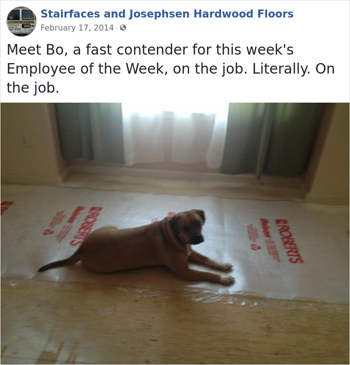 30 Hilarious Dogs That Were The ‘Employees Of The Week’ 30 Hilarious Dogs That Were The ‘Employees Of The Week’