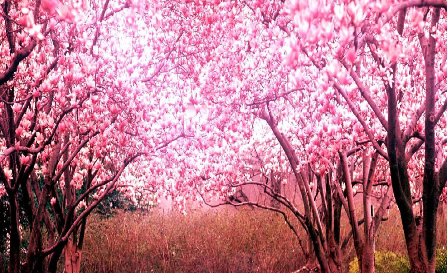 Unduh 9000 Wallpaper Bunga Terindah Di Dunia Terbaru Unduh 9000 Wallpaper Bunga Terindah Di Dunia Terbaru