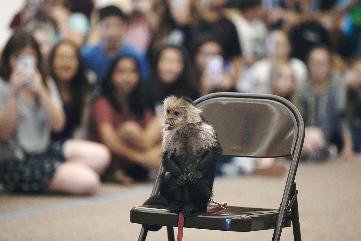 Team Zambezi Math Animal Guy