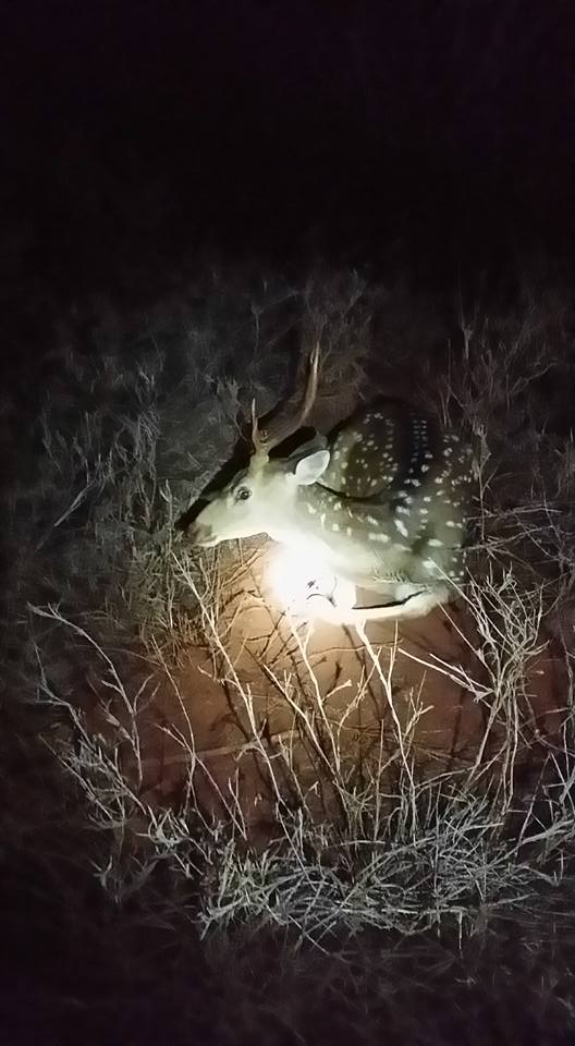 Cannundrums Axis Deer Rib Chops Sous Vide