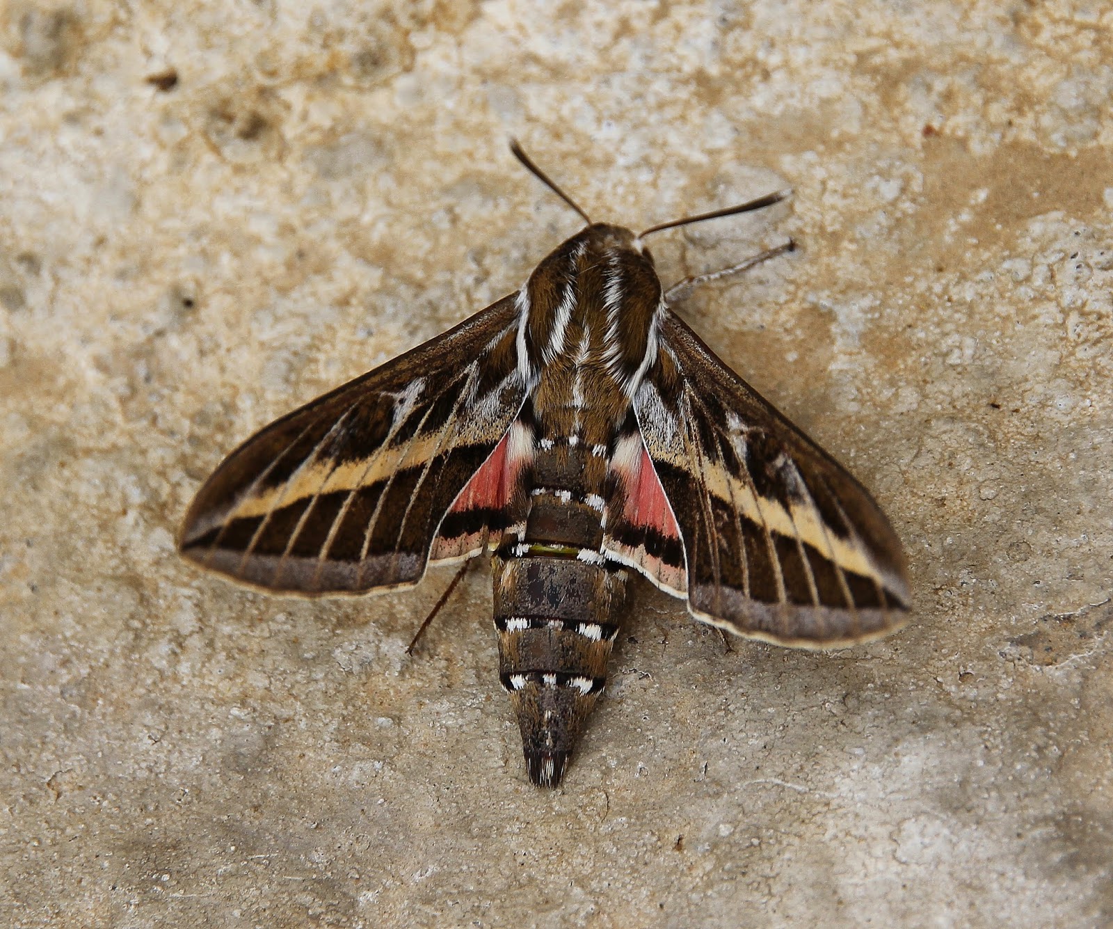 Birding Poole Harbour & Beyond: 29 Nov 14 - Insect Photospot5 - Dorset
