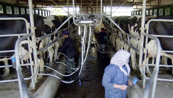 La industria láctea cayó 12,7 por ciento desde 2015 y cerraron 775 tambos en 2018 La industria láctea cayó 12,7 por ciento desde 2015 y cerraron 775 tambos en 2018