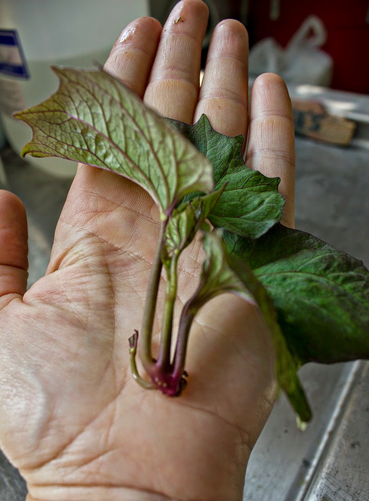 Rurification Robin Edmundson Rooting Sweet Potato Shoots