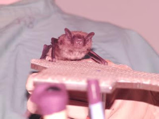 Bats use harmonic variation