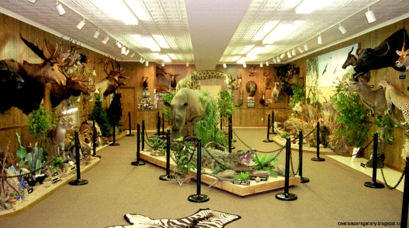Wildlife Museum Wallpapers Gallery