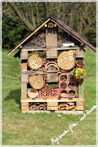 domki dla owadów, pszczoły murarki, dzikie pszczoły, skorki, jak zbudować domek dla owadów, jaszczurka zwinka, wild bees, houses for insects, bees masonry, how to build a house for insects, lizard