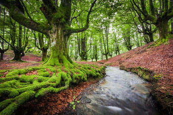 Gambar Hutan Terindah di Dunia 8