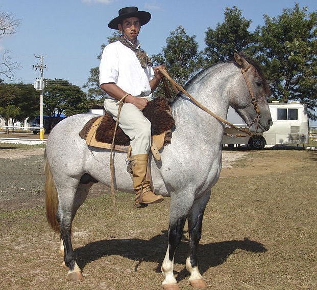 Natureza - in and around the Mata Atlantica: Brazilian Horses