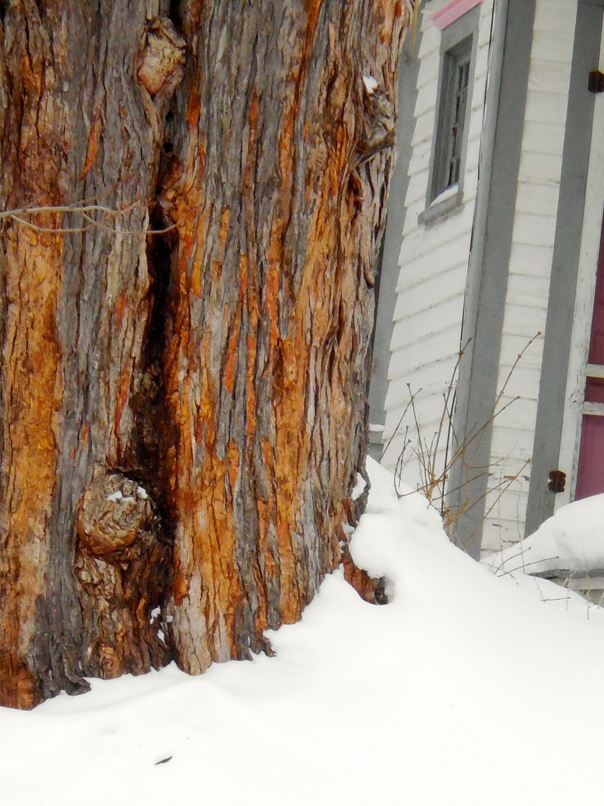 Art's Bayfield Almanac A DANGEROUS SILVER MAPLE TREE