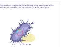 Straining Forward: AP bio: Bacterial Transformation and Transduction