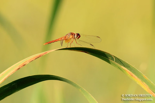 Sympetrum fonscolombii photography