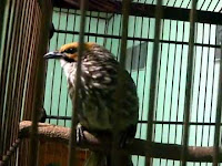 cucak rowo kalimantan cucak rowo kalimantan