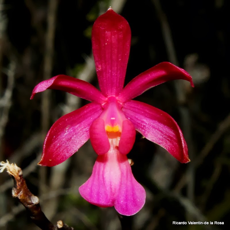 Ricardo's Blog, : Psychilis x raganii, the serendipitious discovery of ...