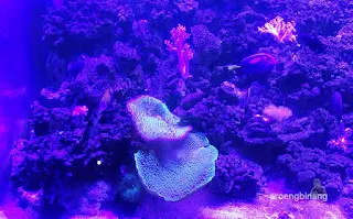 jakarta aquarium neo soho