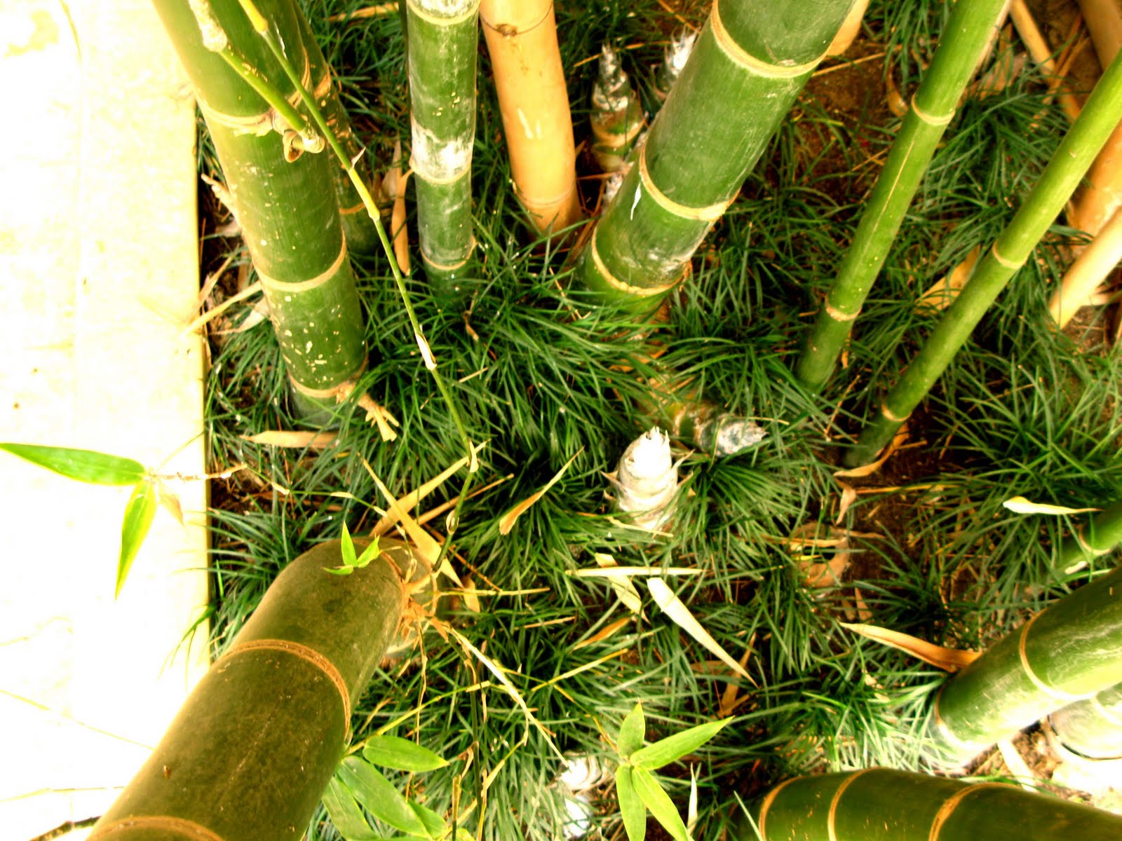 Pippi Korean Baby bamboos